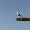 IMG_0610